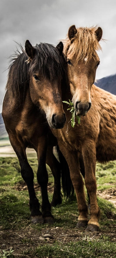 Animal Horse, 1440x3200