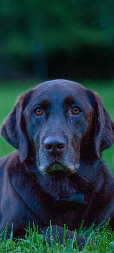 Animal Labrador Retriever, 1440x3200