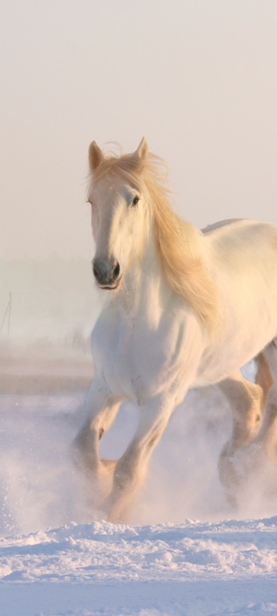 Animal Horse, Running, Snow, 1440x3200