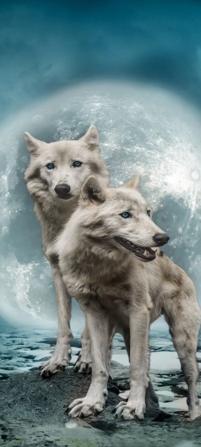 Animal Wolf, Blue Eyes, 1440x3200