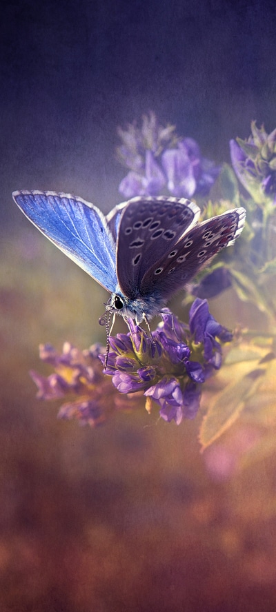 Animal Butterfly, 1440x3200