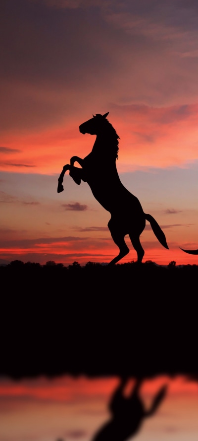 Animal Horse, Sunset, Silhouette, 1440x3200