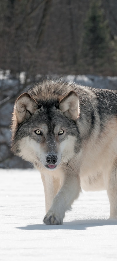 Animal Wolf, 1440x3200