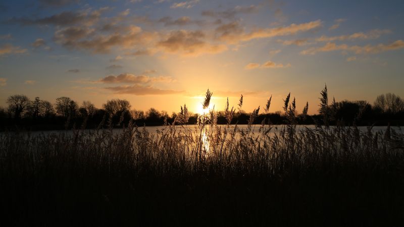 sunset, grass, ear, sky, 4k