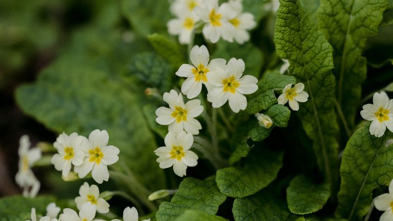 flowers, petals, leaves, flowering, 4k