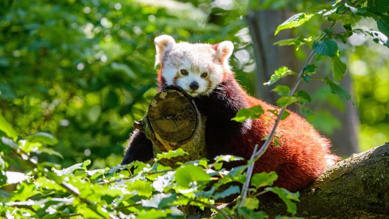 red panda, panda, glance, tree, 4k