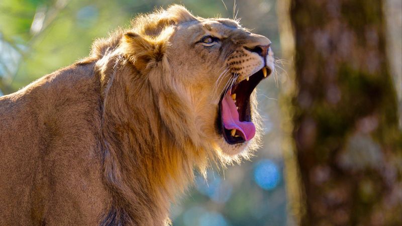 lion, jaws, fangs, big cat, 4k