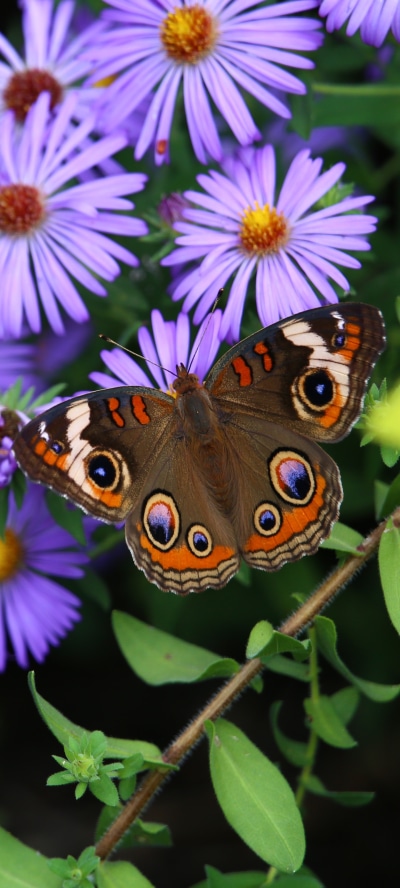 Animal Butterfly, Macro, Flower, Insect, 1440x3200