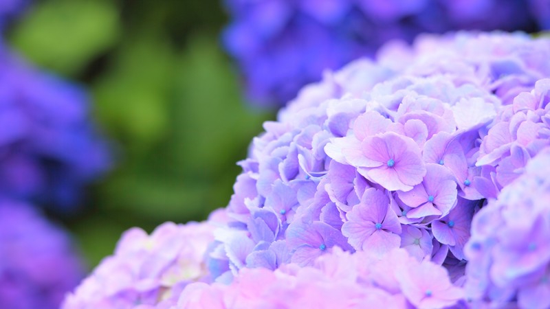 Hydrangea, Macro, 4K, 4K