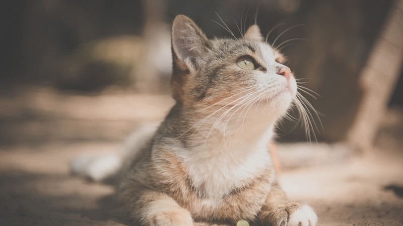 Cat, pet, 6K
