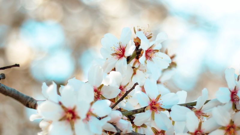 flowers, bloom, petals, branch, 4k