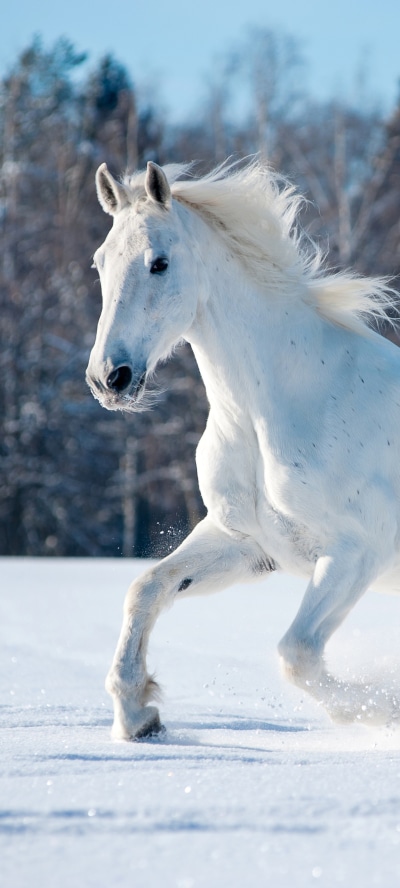 Animal Horse, 1440x3200