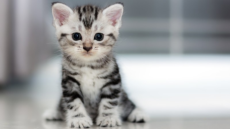 Kitten, Cat, cute, 4K