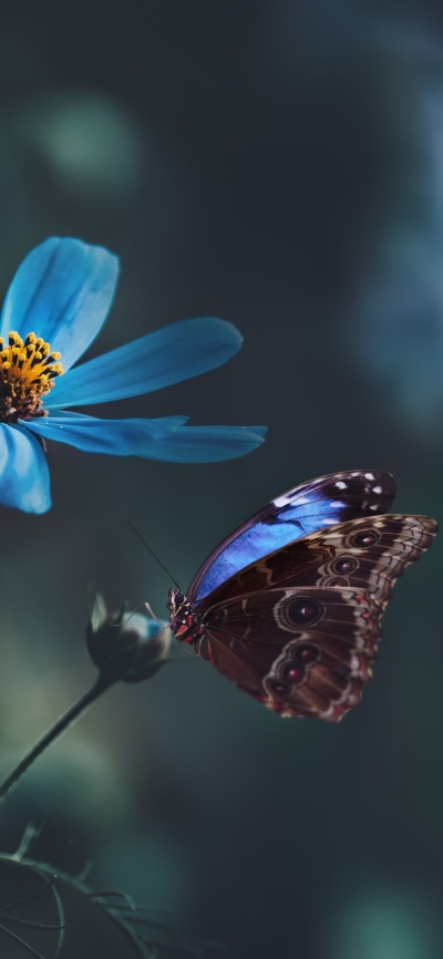 Animal Butterfly, Macro, Blue Flower, 1440x3120