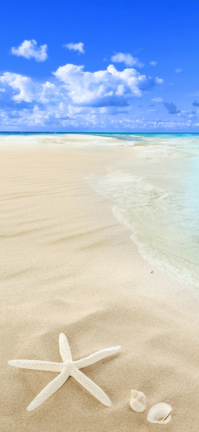 Earth Ocean, Starfish, 1440x3120
