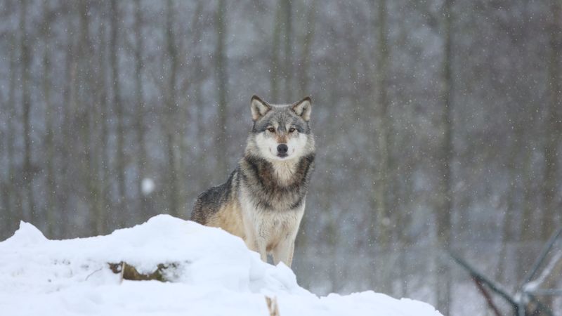 wolf, predator, snow, gray, 4k