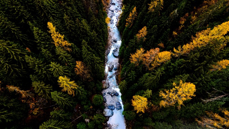 River, trees, Earth, 4K