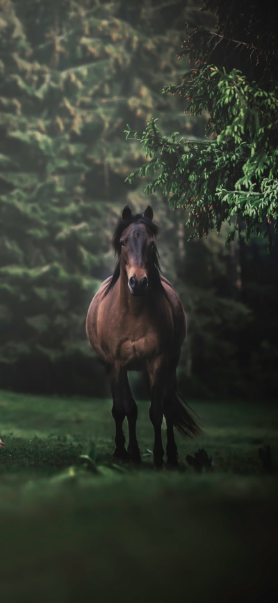 Animal Horse, 1440x3120