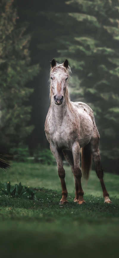 Animal Horse, 1440x3120