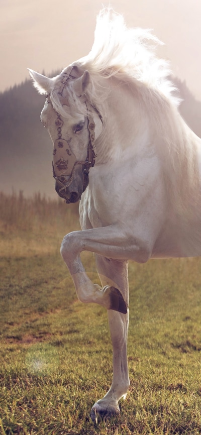Animal Horse, 1440x3120