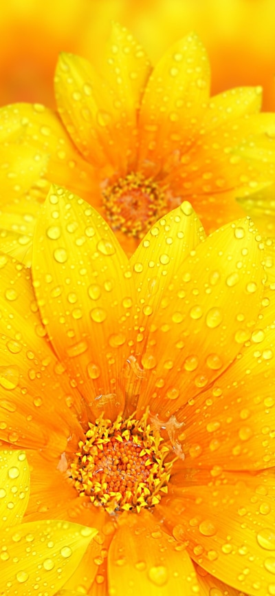 Earth Flower, Raindrops, 1440x3120