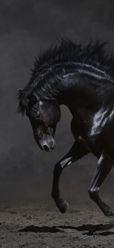 Animal Horse, 1440x3120