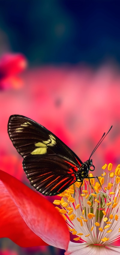 Animal Butterfly, 1440x3040