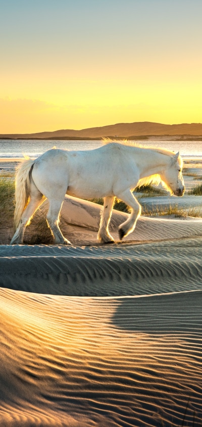 Animal Horse, 1440x3040