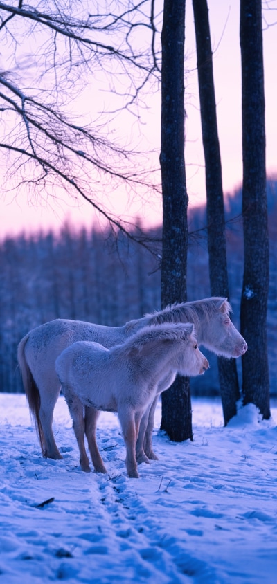 Animal Horse, 1440x3040