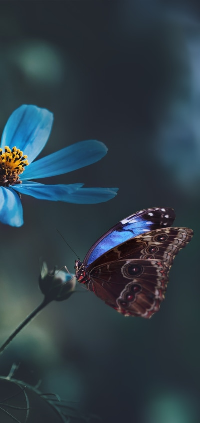 Animal Butterfly, Blue Flower, Macro, 1440x3040