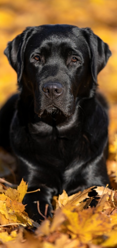 Animal Labrador Retriever, 1440x3040