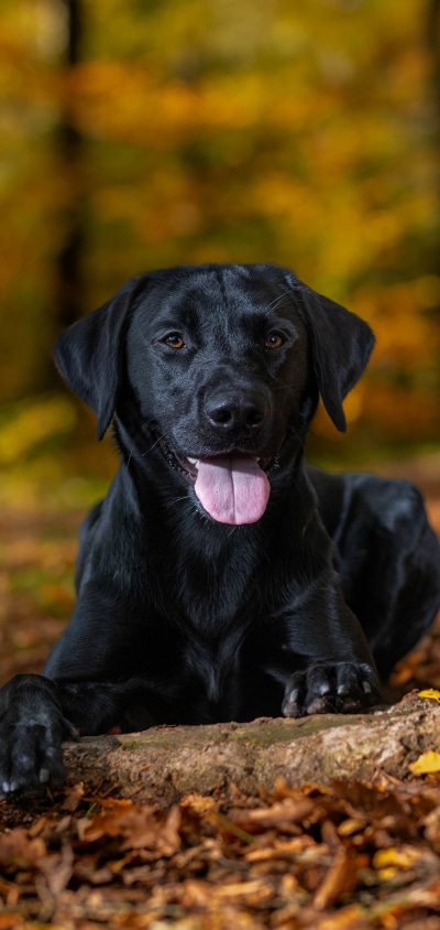 Animal Labrador Retriever, 1440x3040