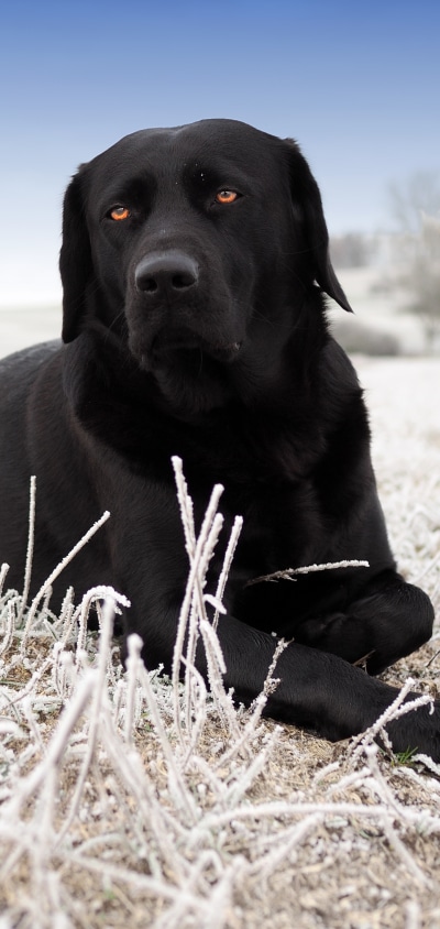 Animal Labrador Retriever, 1440x3040