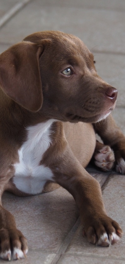 Animal Labrador Retriever, 1440x3040