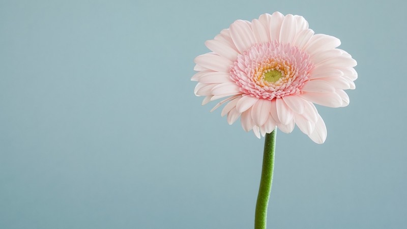 flower, 4k