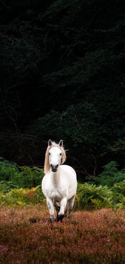 Animal Horse, 1440x3040