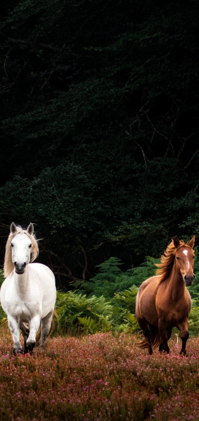 Animal Horse, 1440x3040