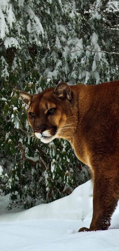 Animal Cougar, 1440x3040