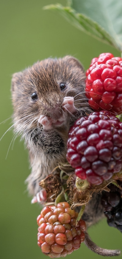 Animal Mouse, Berry, Rodent, Raspberry, 1440x3040