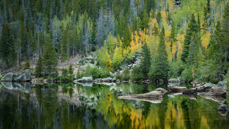 forest, lake, reflection, trees, 4k