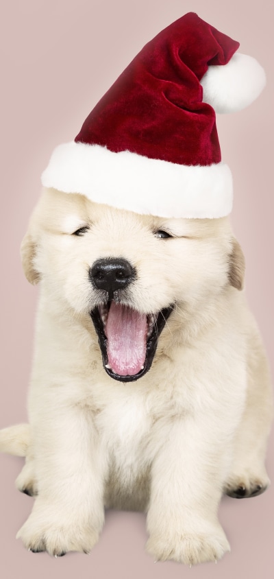 Animal Labrador Retriever, Santa Hat, Puppy, Baby Animal, Dog, 1440x3040