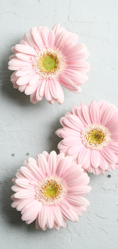 Man Made Flower, Gerbera, 1440x3040
