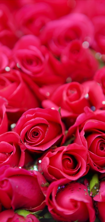 Man Made Flower, Red Rose, Rose, 1440x3040