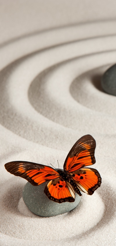 Animal Butterfly, Sand, Monarch Butterfly, Zen, 1440x3040