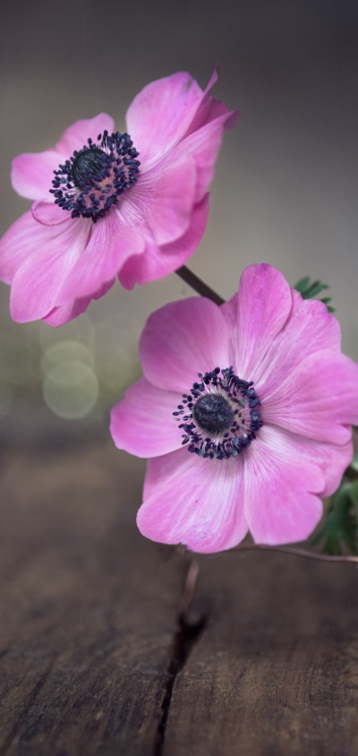 Man Made Flower, Anemone, 1440x3040