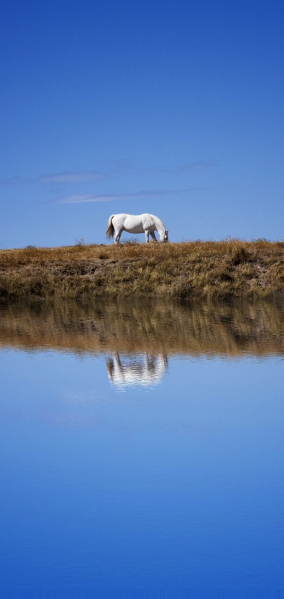 Animal Horse, Sky, Reflection, 1440x3040