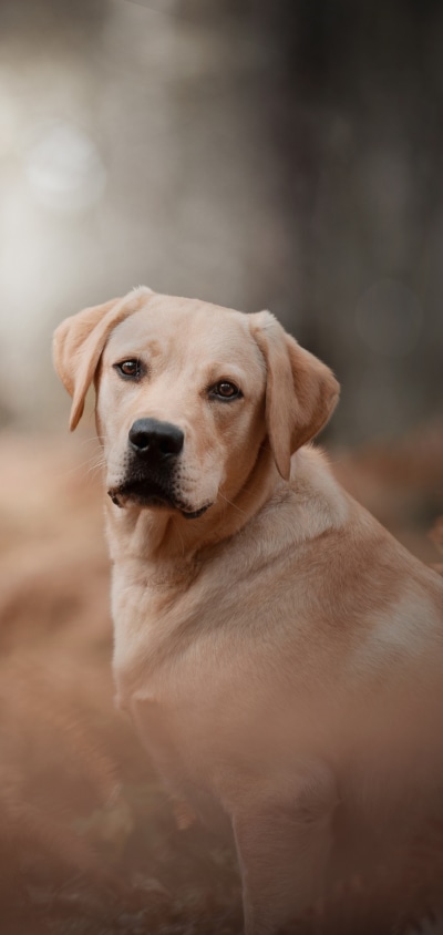Animal Labrador Retriever, Dog, 1440x3040