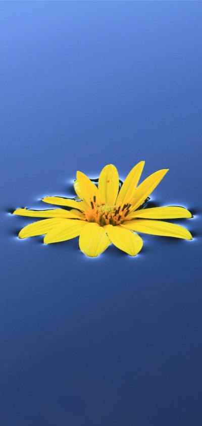 Earth Flower, 1440x3040