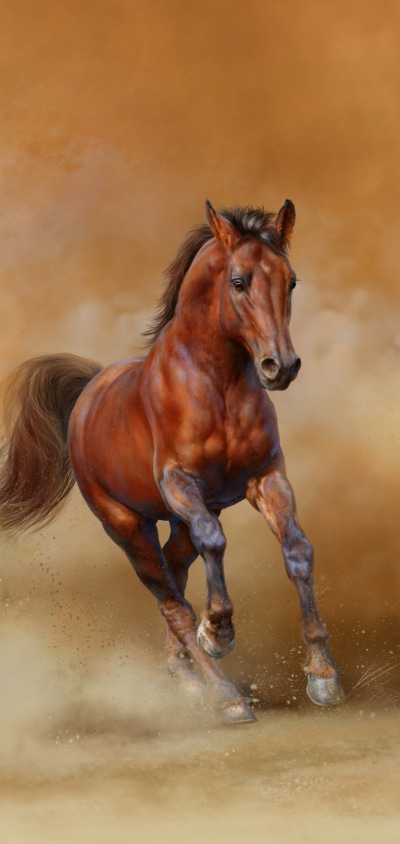 Animal Horse, 1440x3040