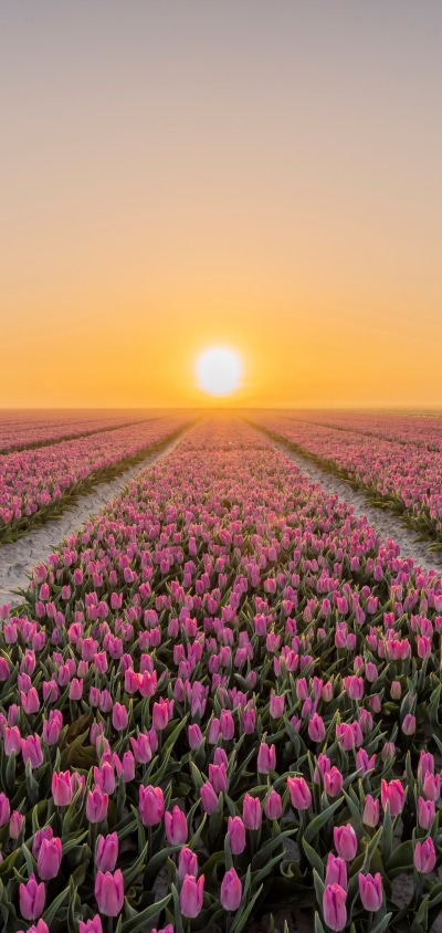Earth Tulip, Pink Flower, Field, Sunrise, Nature, Flower, 1440x3040